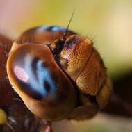 Image of Brown Hawker