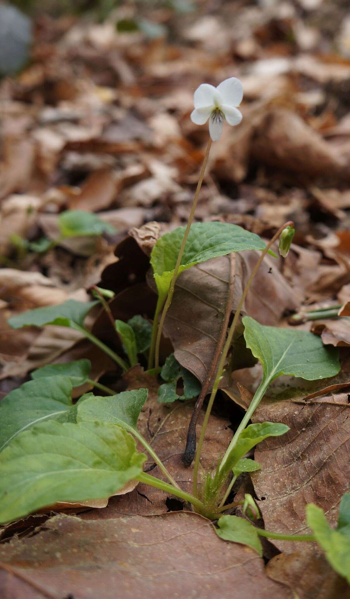 Image of Primrose leaved violet