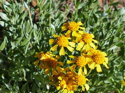 Image of Colorado rubberweed