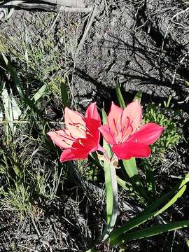 Cyrtanthus elatus (Jacq.) Traub resmi