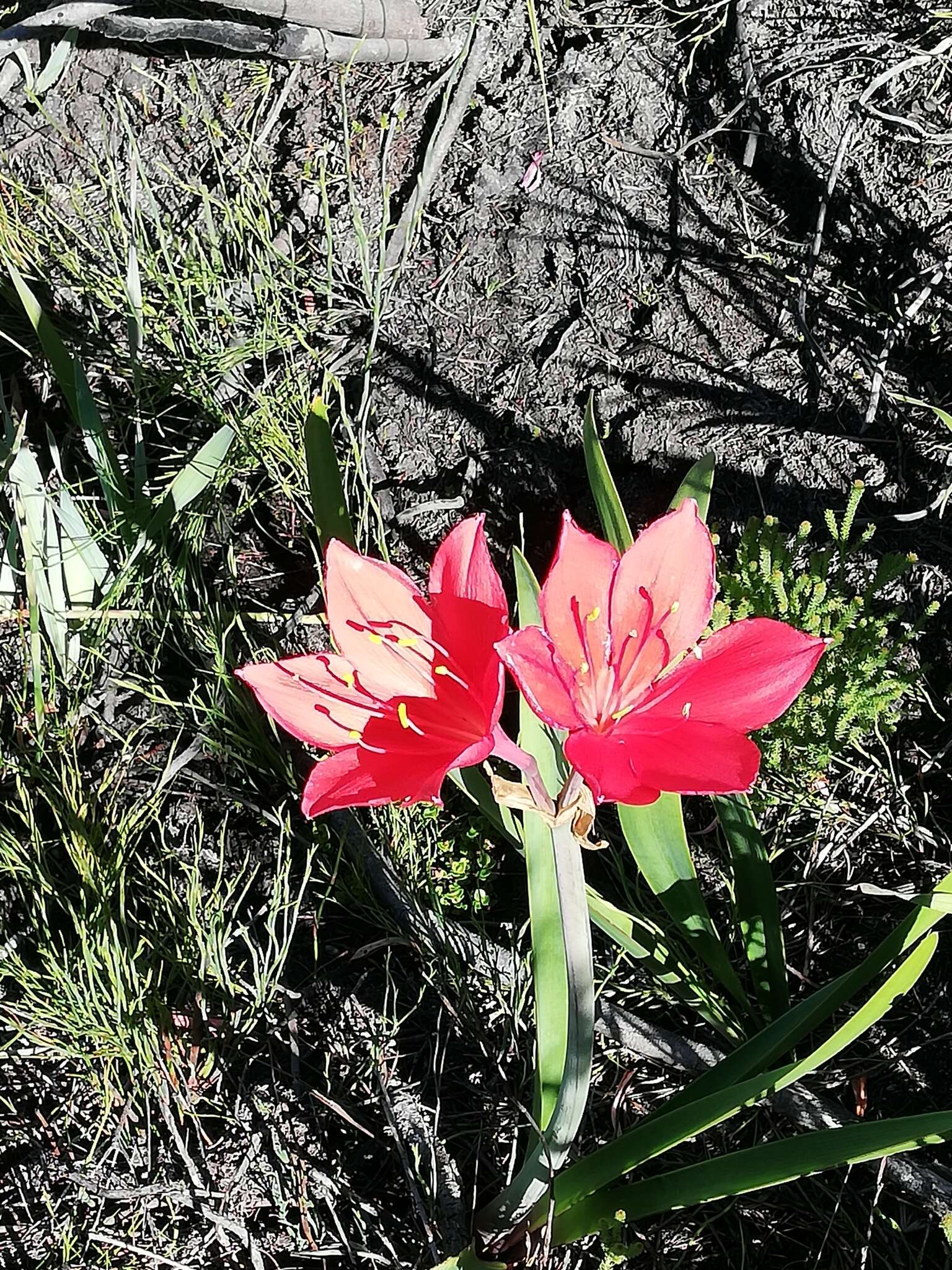 Image of George lily, Scarborough lily