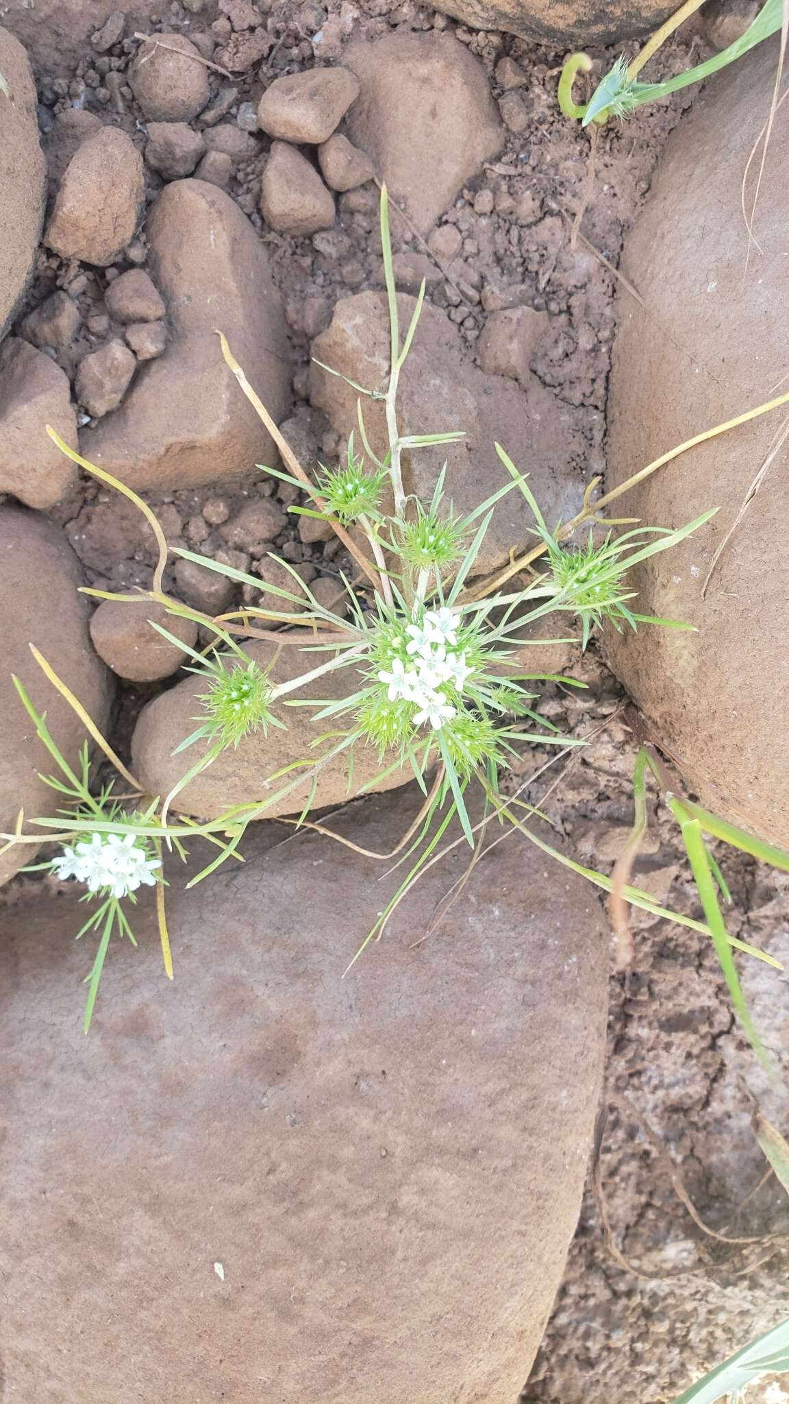 Image of whitehead navarretia