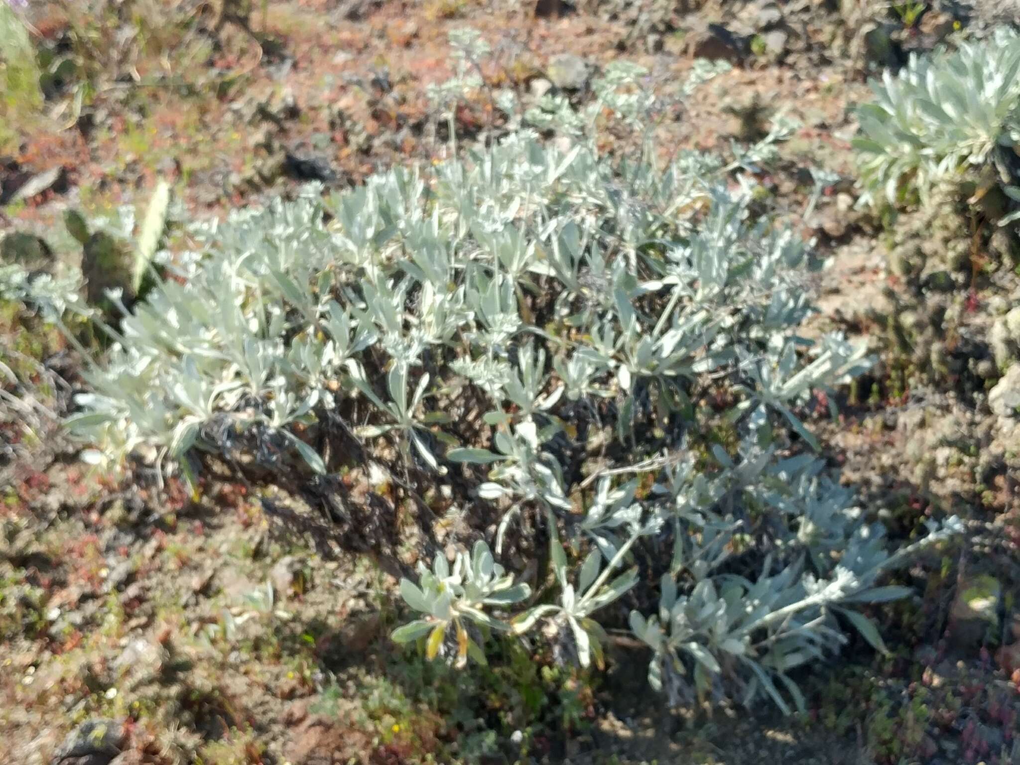 Imagem de Eriogonum giganteum var. formosum K. Brandegee