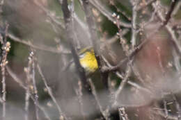 Image of Pine Warbler