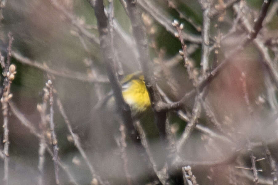 Image of Pine Warbler