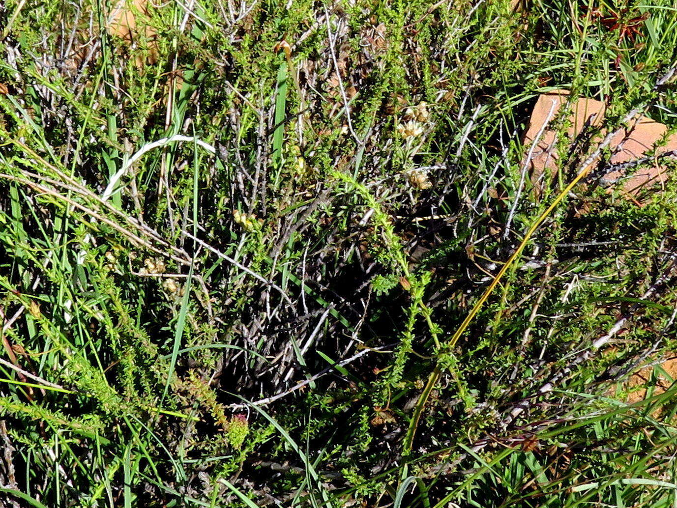 Image of Helichrysum rosum (Berg.) Less.