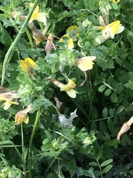 Imagem de Vicia hybrida L.