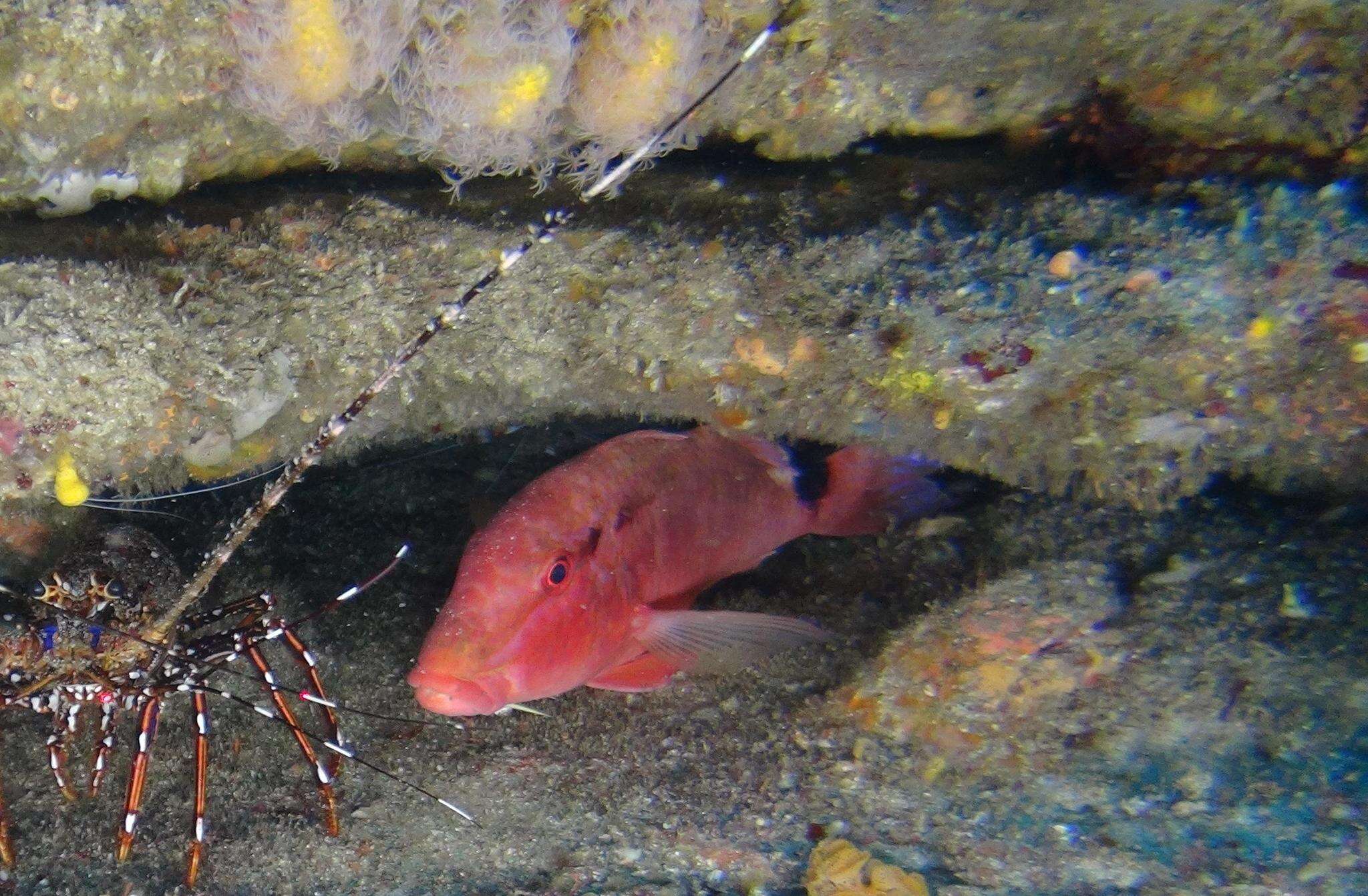 Image of Blacksaddle goatfish