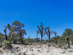 Image of Yucca decipiens Trel.