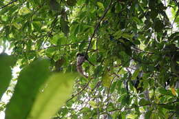 Image of Banda Sea Northern Fantail