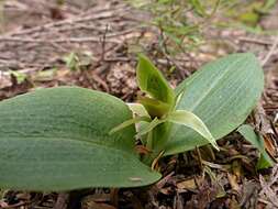 Chiloglottis cornuta Hook. fil. resmi