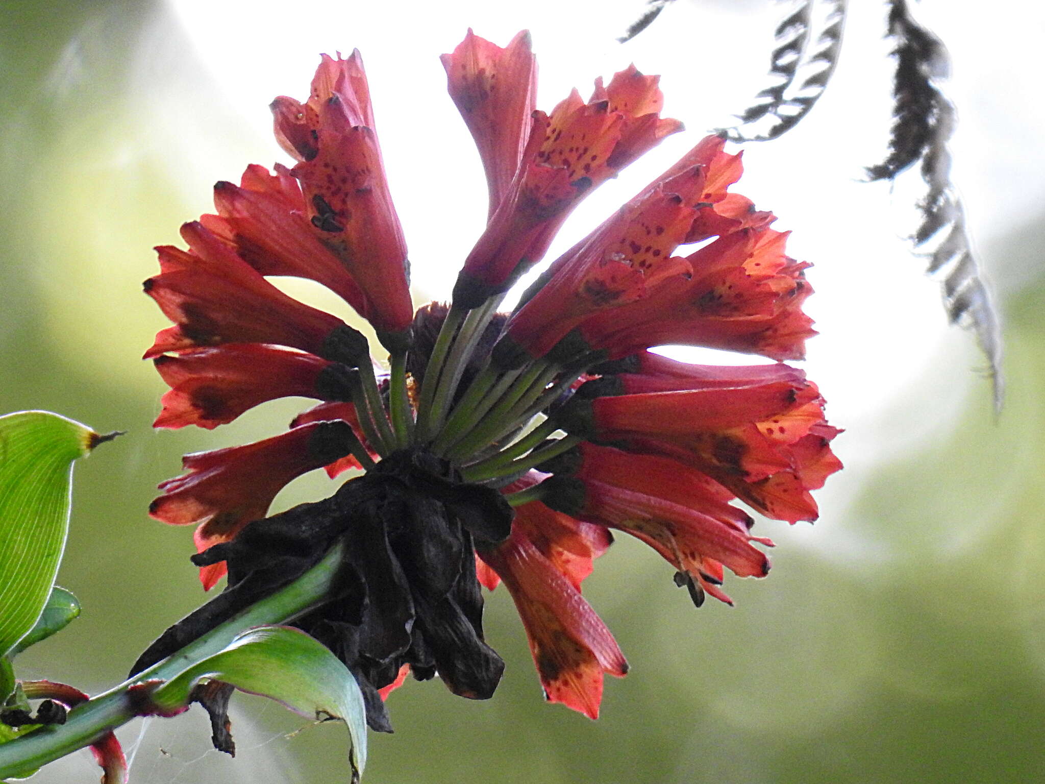 Image of Bomarea formosissima (Ruiz & Pav.) Herb.