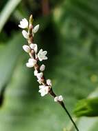 Image of Oriental Lady's-Thumb