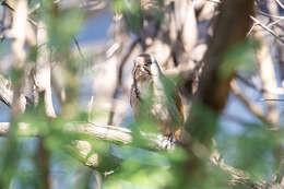 Image of Collared Palm Thrush