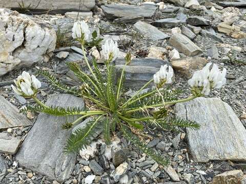 Image of Oxytropis varlakovii Serg.