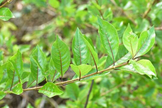 Image of Machaonia martinicensis (DC.) Standl.