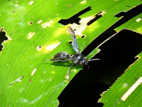 Image of Polybia simillima Smith 1862