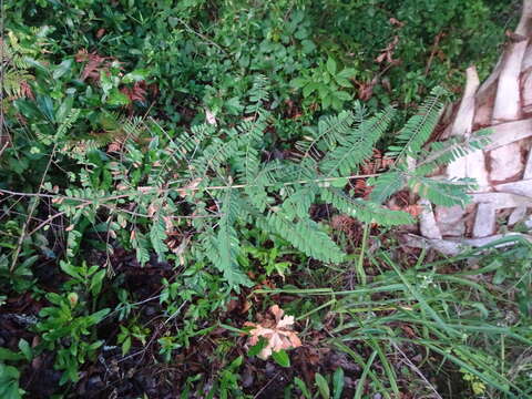 Image of Cluster-Spike Indigo-Bush