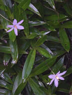 Image of Xerophyta elegans (Balf.) Baker