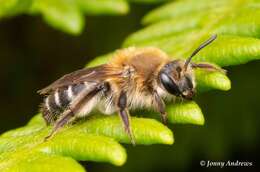 Image of Long-lipped Andrena