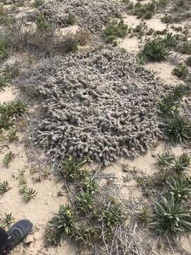 Imagem de Opuntia polyacantha Haw.