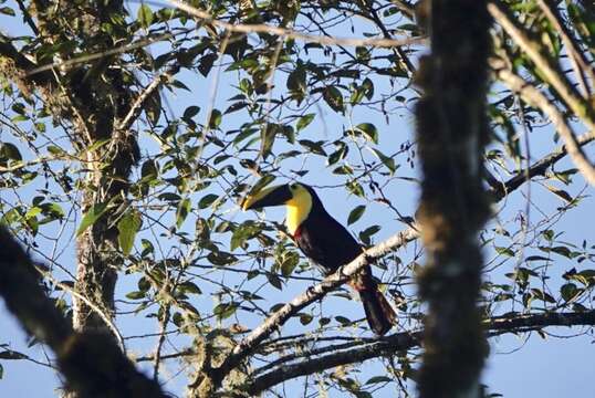 Image of Choco Toucan