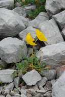 Image of Papaver aurantiacum Loisel.