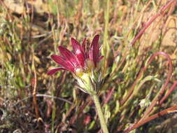 Image of Arctotis acuminata Lewin