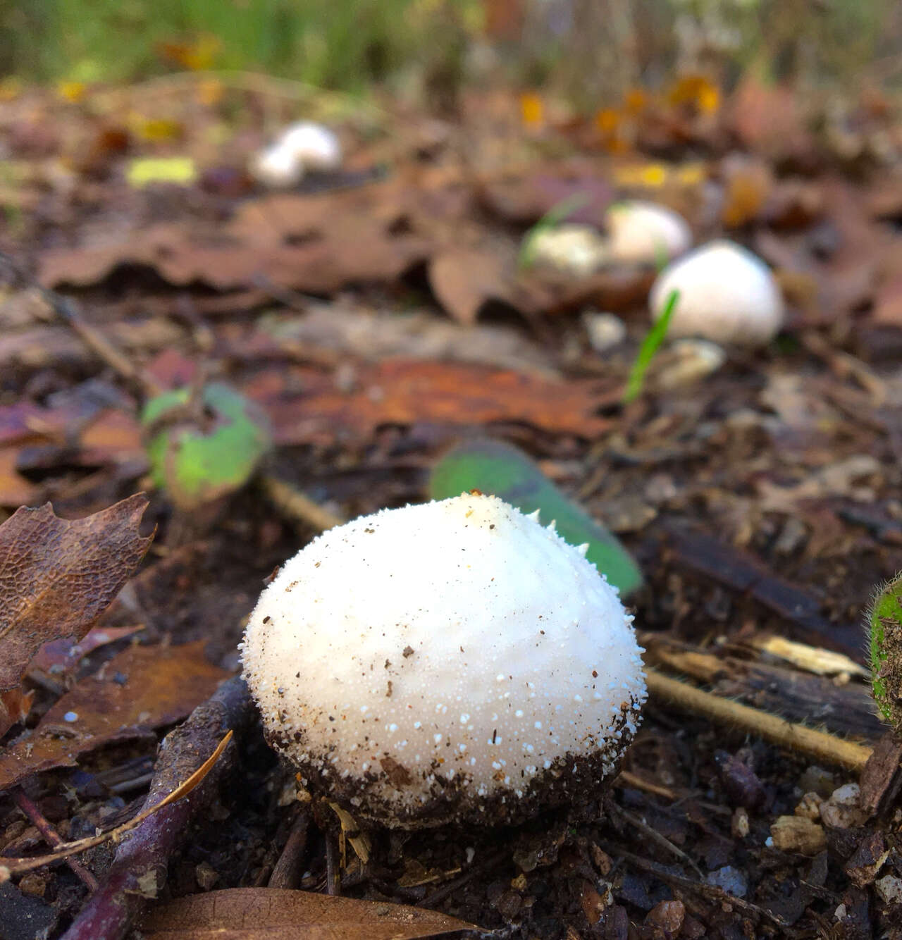 Imagem de Lycoperdon subcretaceum (Zeller) Jeppson & E. Larss. 2010