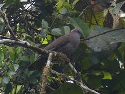 Image of Dusky Pigeon