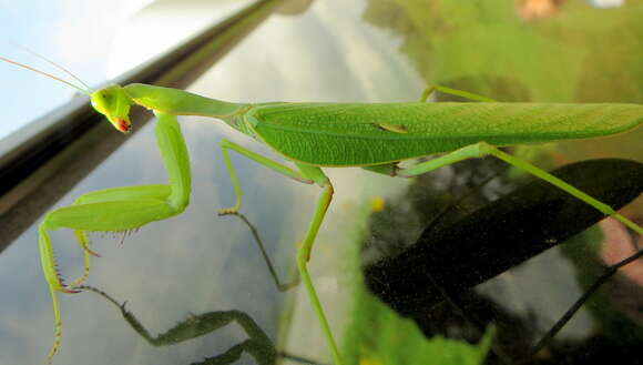 Image of Sphodromantis centralis Rehn 1914