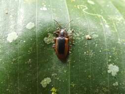 Image of Prosopodonta deplanata Uhmann 1927