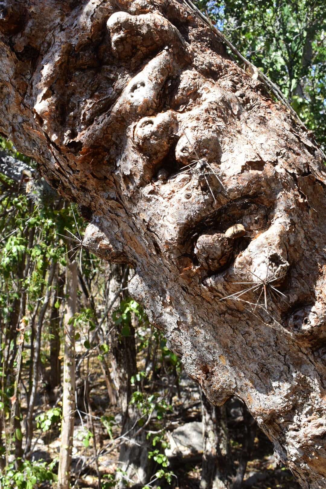 Dendrocereus undulosus (DC.) Britton & Rose的圖片