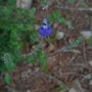 Imagem de Salvia serpyllifolia Fernald