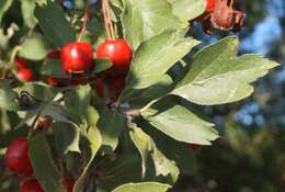 Image de Crataegus meyeri Pojark.