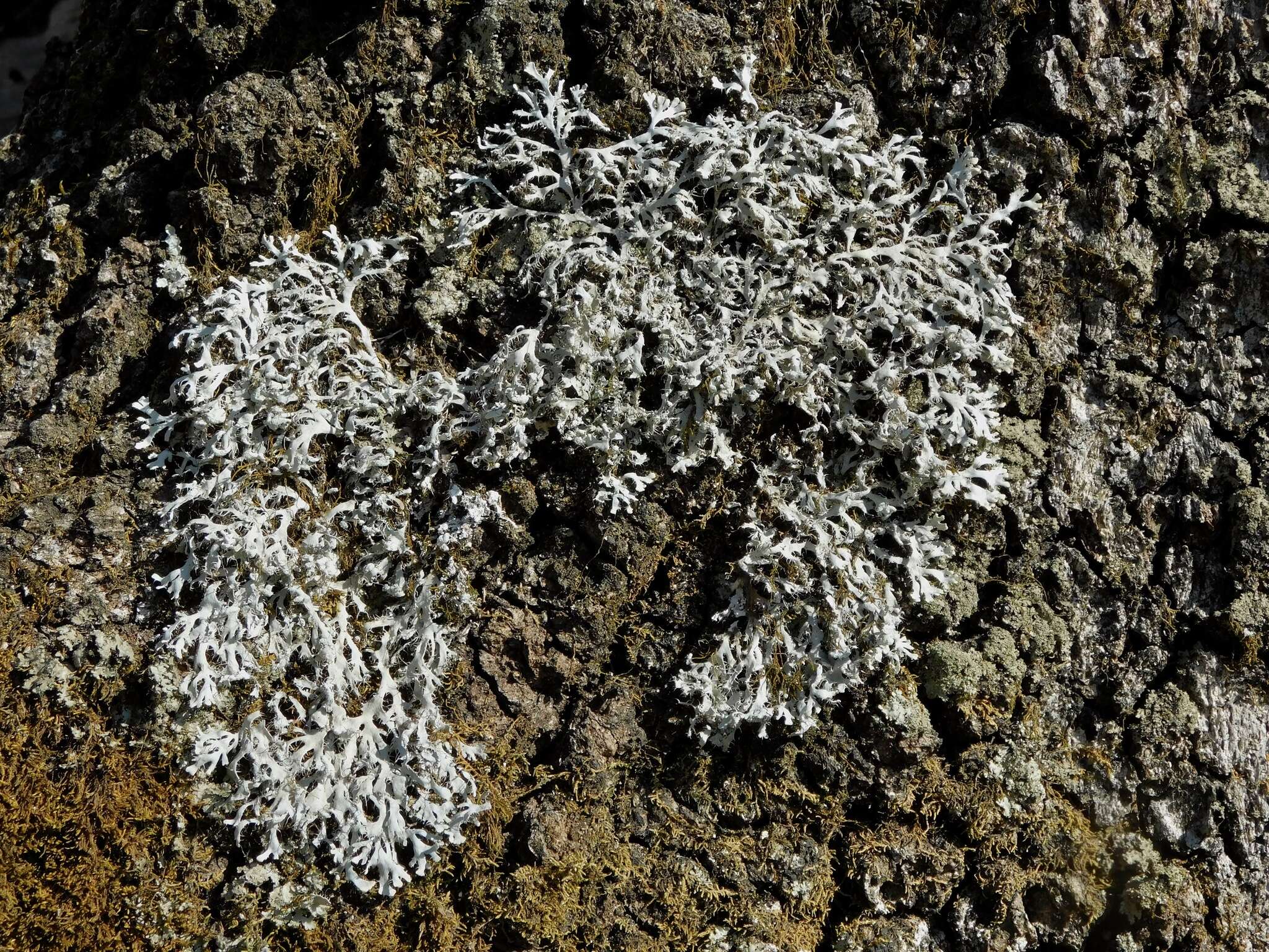 Image of Appalachian shield lichen