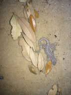 Image of Texas Tree Lizard