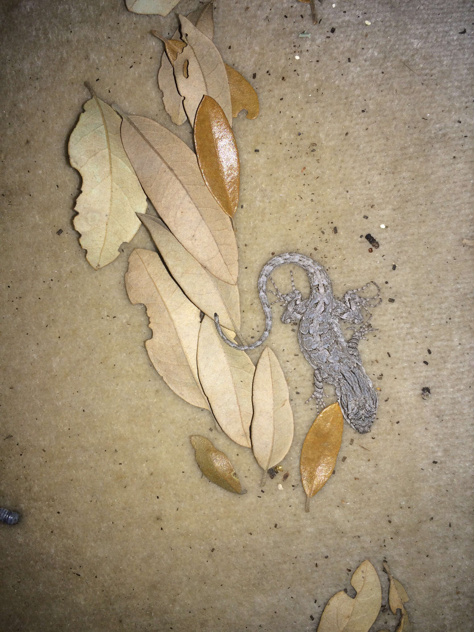 Image of Texas Tree Lizard