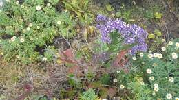 Image of Limonium imbricatum (Webb ex Girard) Hubbard ex L. H. Bailey