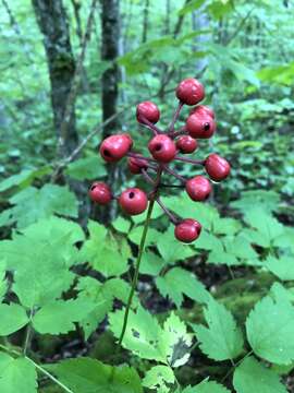 Слика од Actaea ludovici B. Boiv.