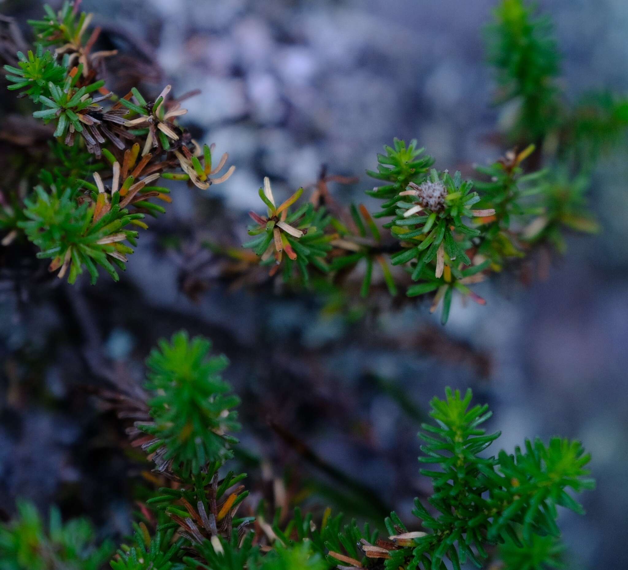 Sivun Staavia pinifolia Willd. kuva