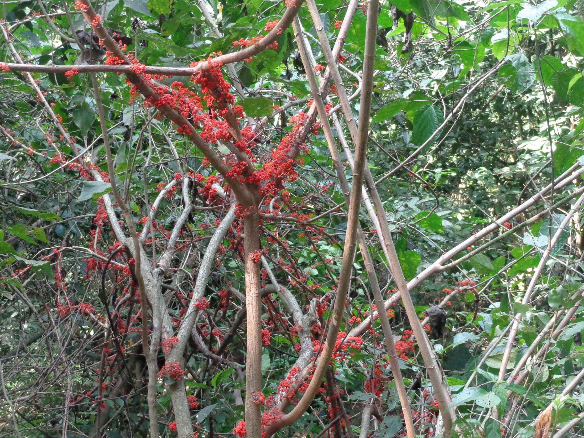 Image of Flameberry