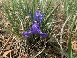 Image of Iris tigridia Bunge ex Ledeb.