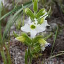 Image of Harveya obtusifolia (Benth.) Vatke