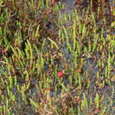 Image of Asphondylia floriformis Veenstra-Quah & Kolesik 2007