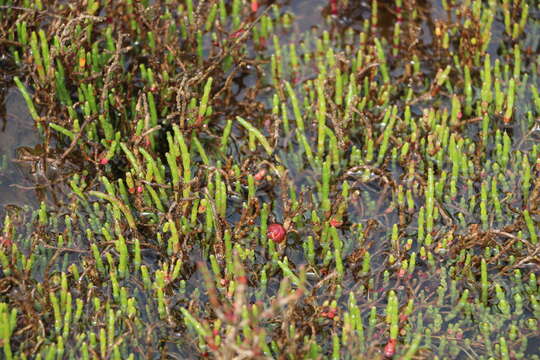 Image de Asphondylia floriformis Veenstra-Quah & Kolesik 2007