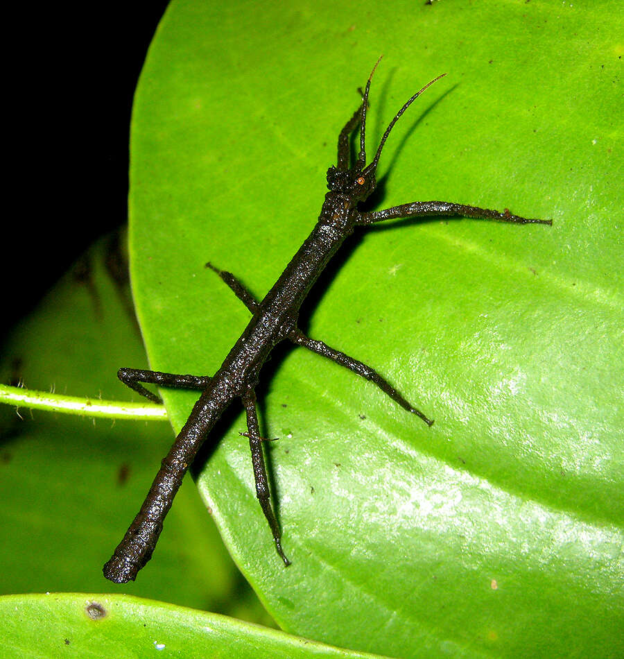 Image of Pylaemenes borneensis (Bragg 1998)