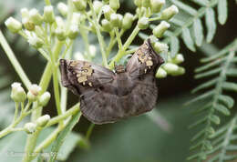 Imagem de Quadrus truncata Hewitson 1870