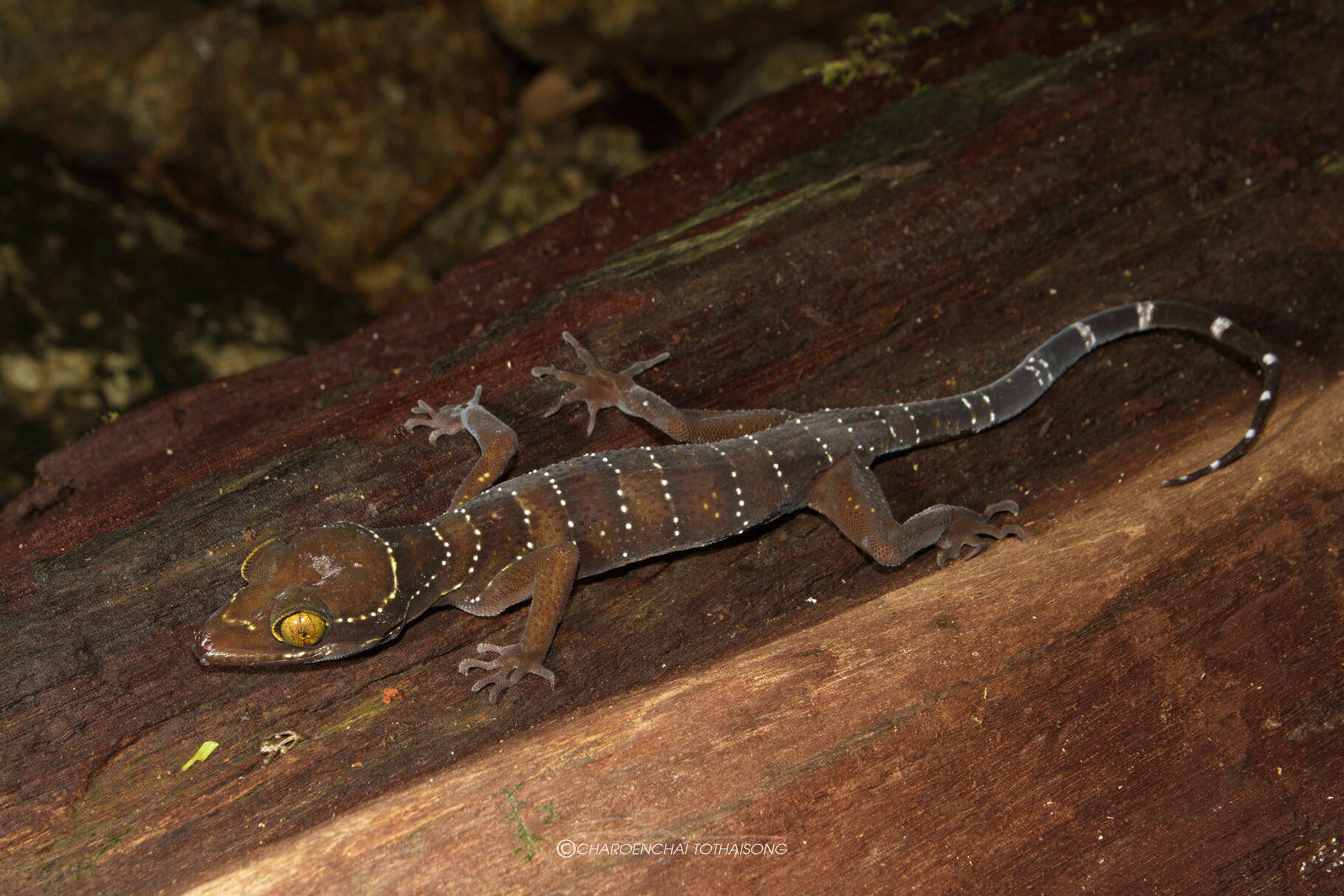 Image of Cyrtodactylus lekaguli Grismer, Wood Jr, Quah, Anuar, Muin, Sumontha, Ahmad, Bauer, Wangkulangkul, Grismer & Pauwels 2012