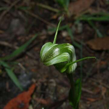 Image of Alpine greenhood